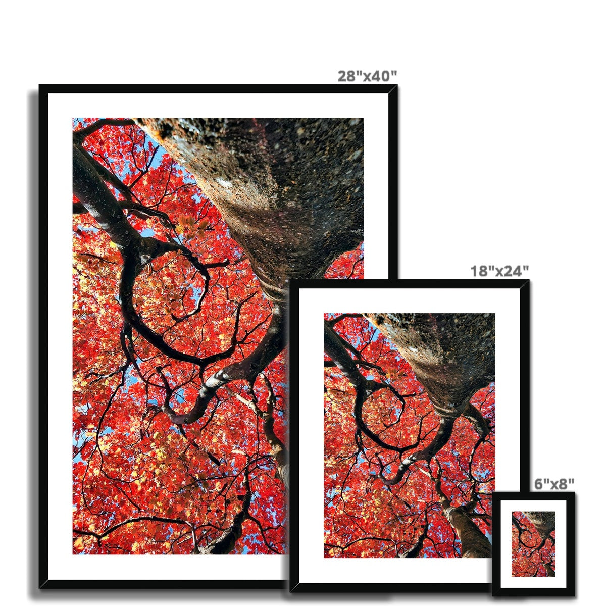 Autumn Blaze: Japanese Maple in Full Glory Framed & Mounted Print