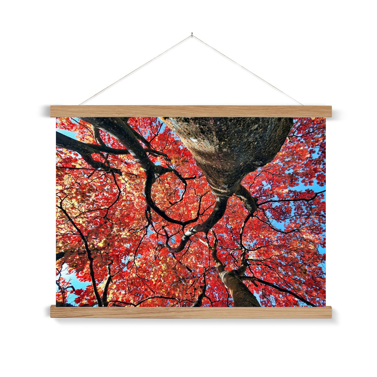 Autumn Blaze: Japanese Maple in Full Glory Fine Art Print with Hanger