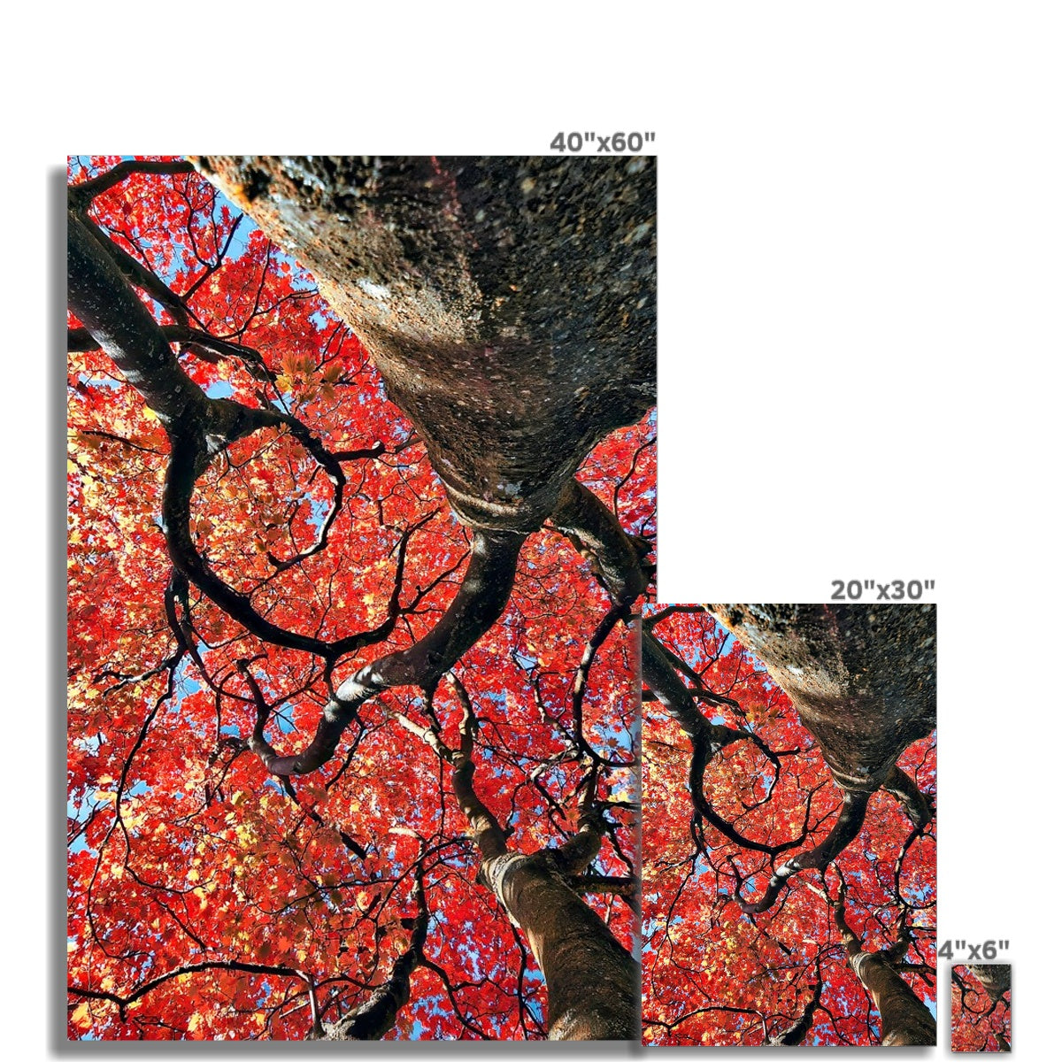 Autumn Blaze: Japanese Maple in Full Glory Hahnemühle Photo Rag Print