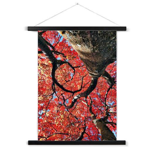 Autumn Blaze: Japanese Maple in Full Glory Fine Art Print with Hanger