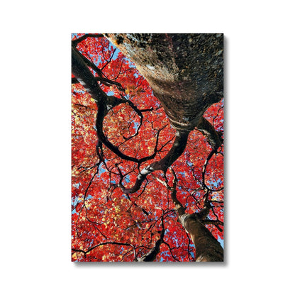 Autumn Blaze: Japanese Maple in Full Glory Eco Canvas