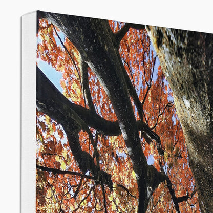 Autumn Blaze: Japanese Maple in Full Glory Eco Canvas