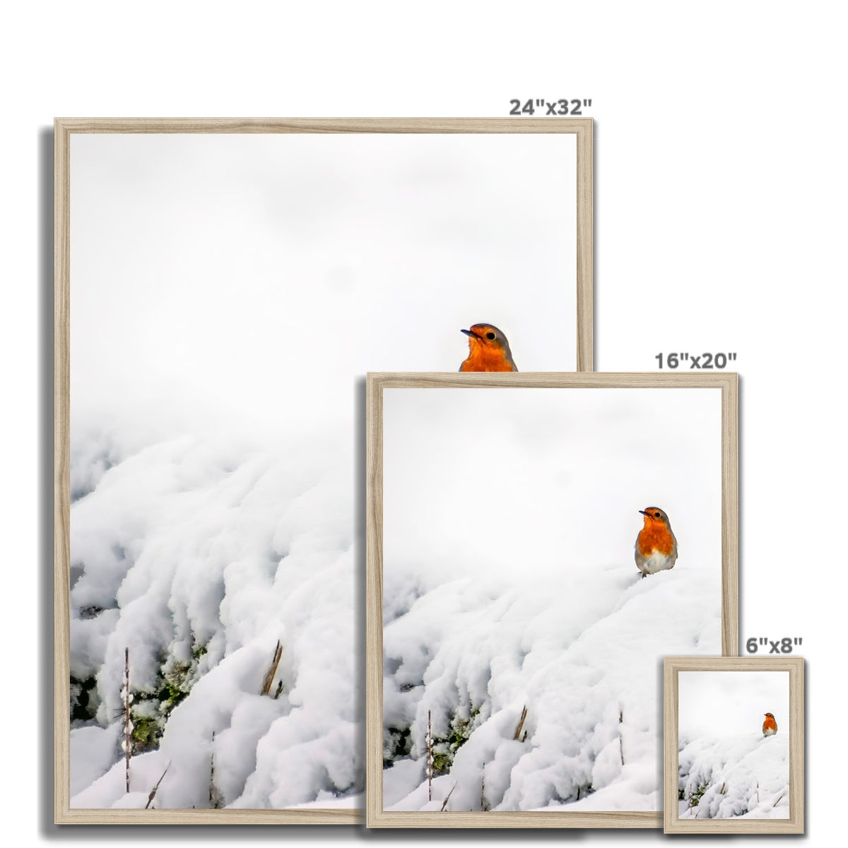 Robin in Winter Budget Framed Poster