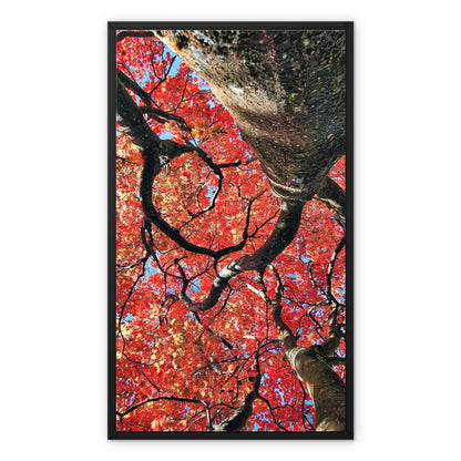 Autumn Blaze: Japanese Maple in Full Glory Framed Canvas