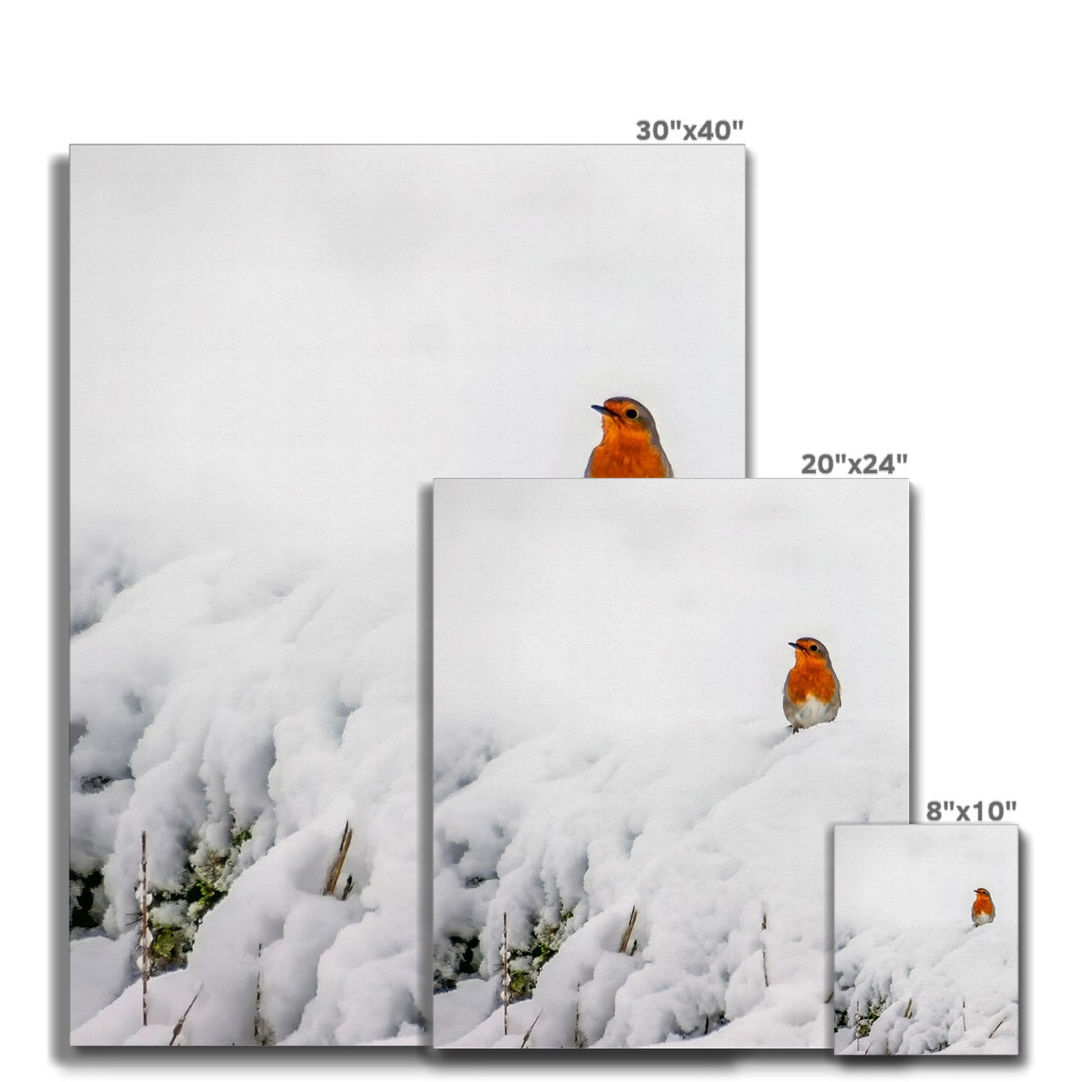Robin in Winter Canvas