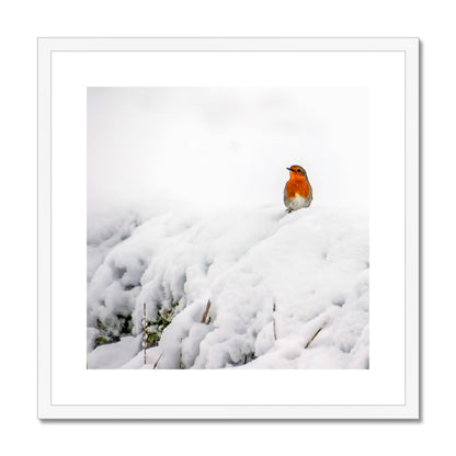 Robin in Winter Framed & Mounted Print