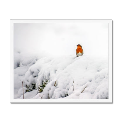 Robin in Winter Budget Framed Poster