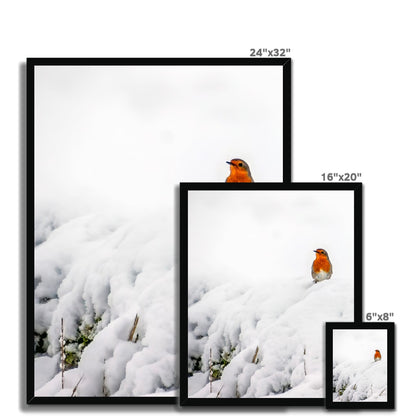 Robin in Winter Budget Framed Poster