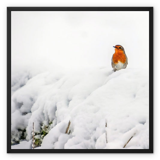 Robin in Winter Framed Canvas