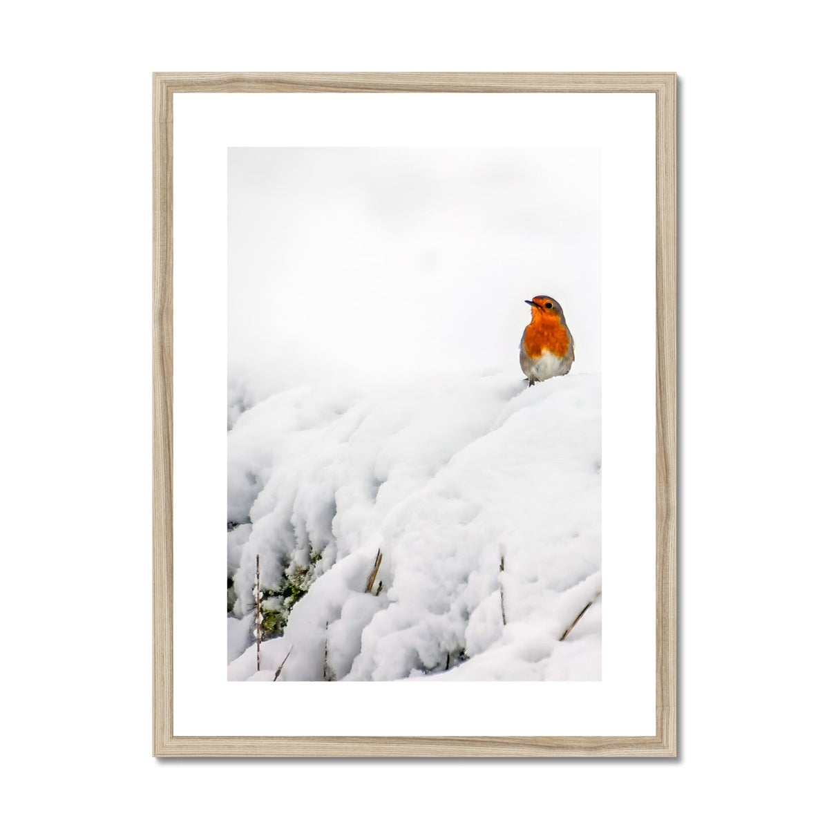 Robin in Winter Framed & Mounted Print