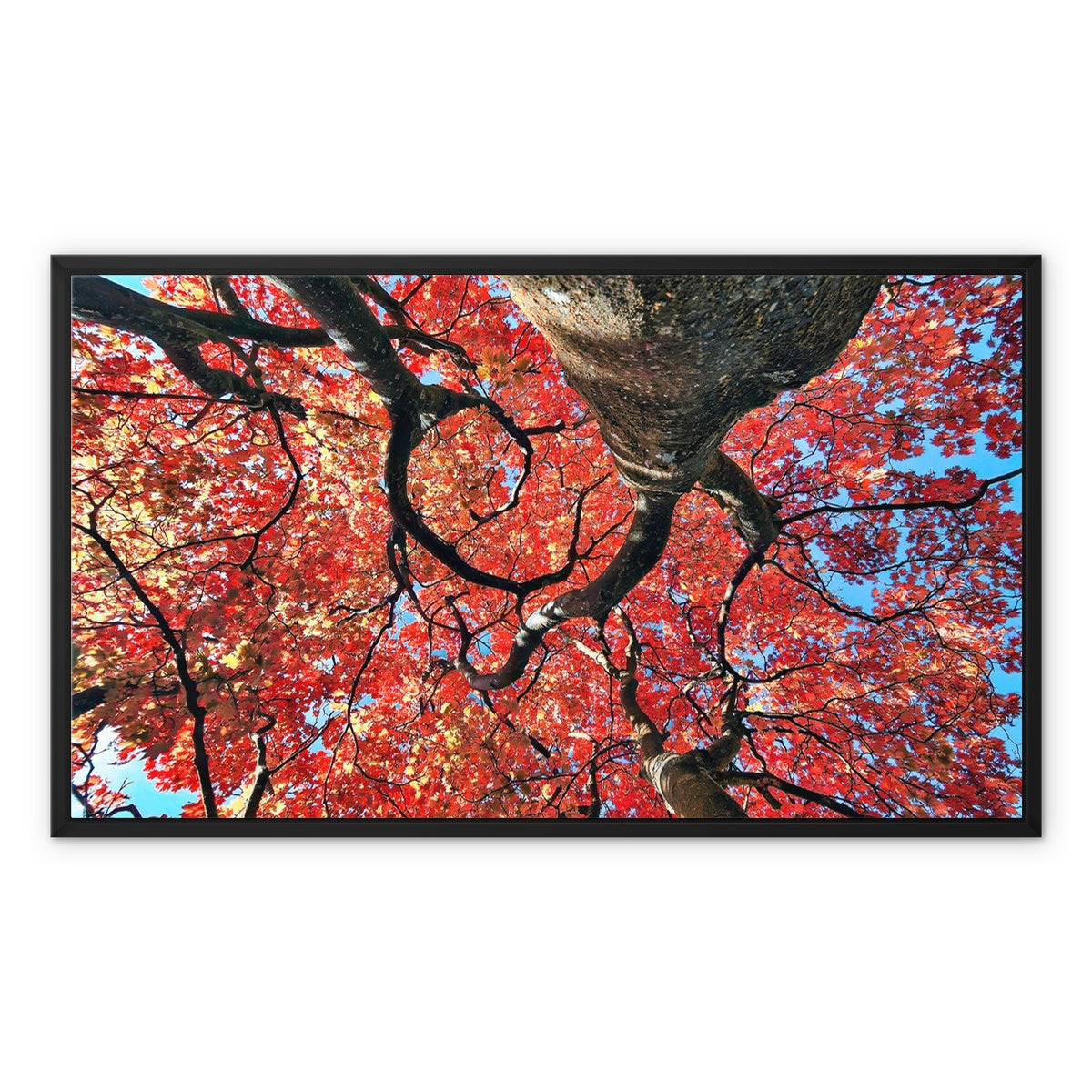 Autumn Blaze: Japanese Maple in Full Glory Framed Canvas