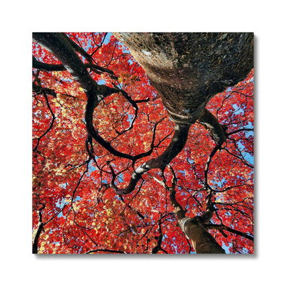 Autumn Blaze: Japanese Maple in Full Glory Canvas