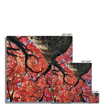 Autumn Blaze: Japanese Maple in Full Glory Hahnemühle Photo Rag Print