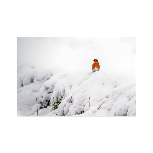 Robin in Winter Hahnemühle Photo Rag Print