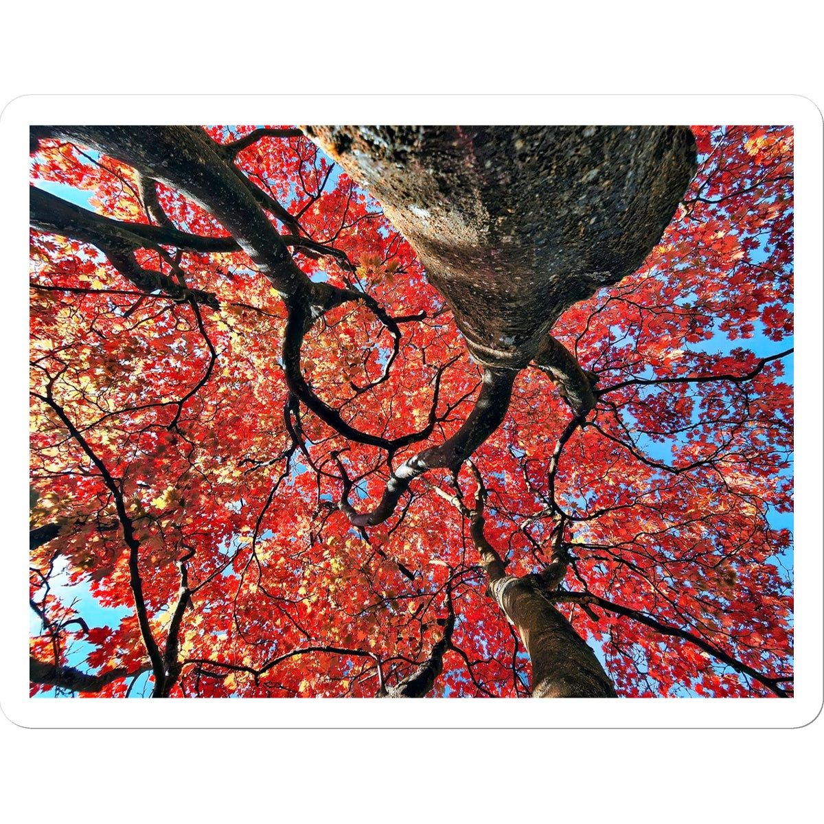 Autumn Blaze: Japanese Maple in Full Glory Sticker