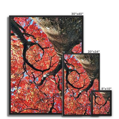 Autumn Blaze: Japanese Maple in Full Glory Framed Canvas