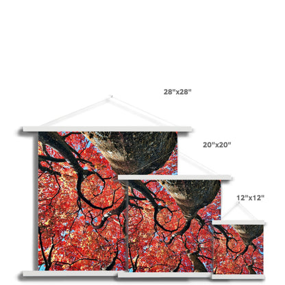 Autumn Blaze: Japanese Maple in Full Glory Fine Art Print with Hanger