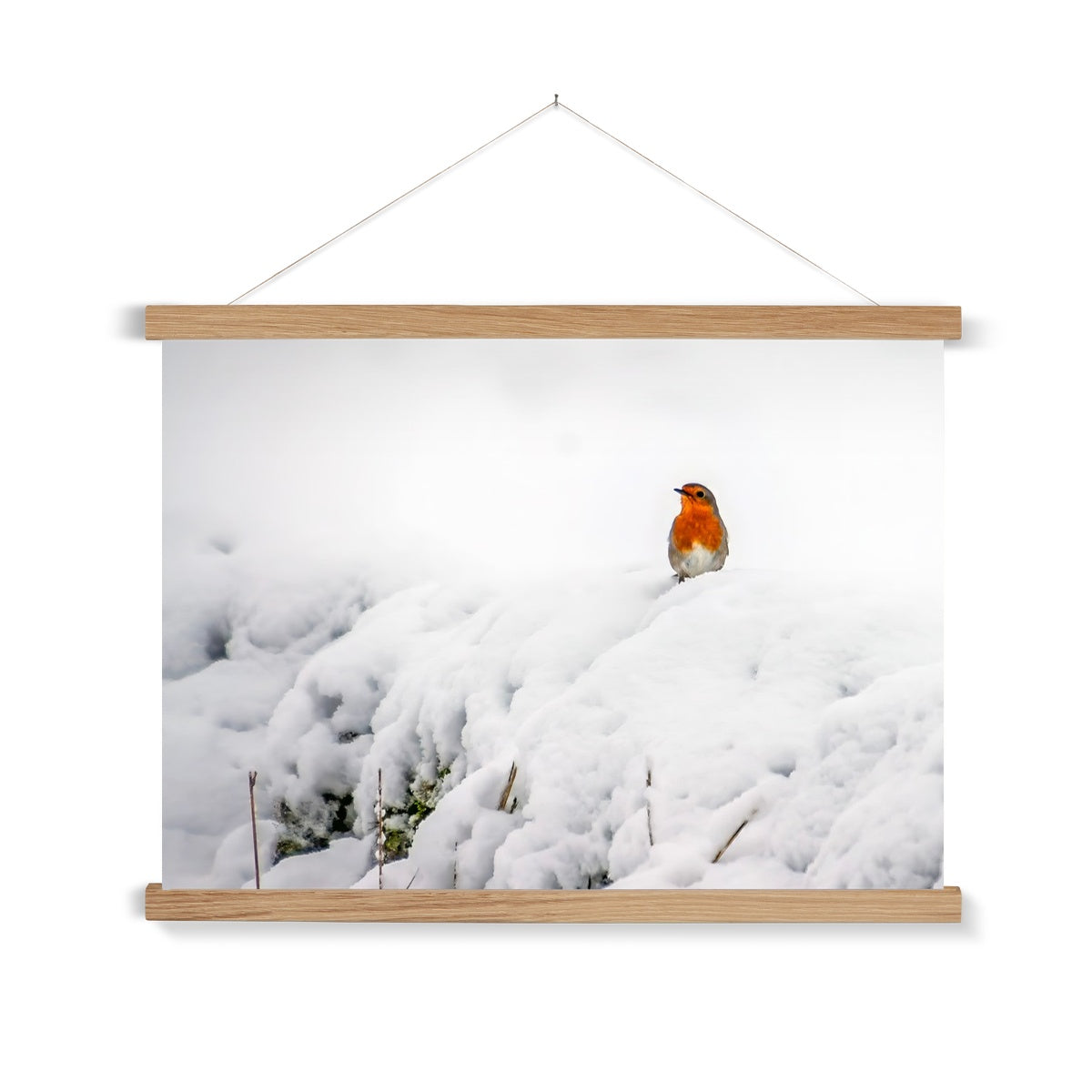 Robin in Winter Fine Art Print with Hanger