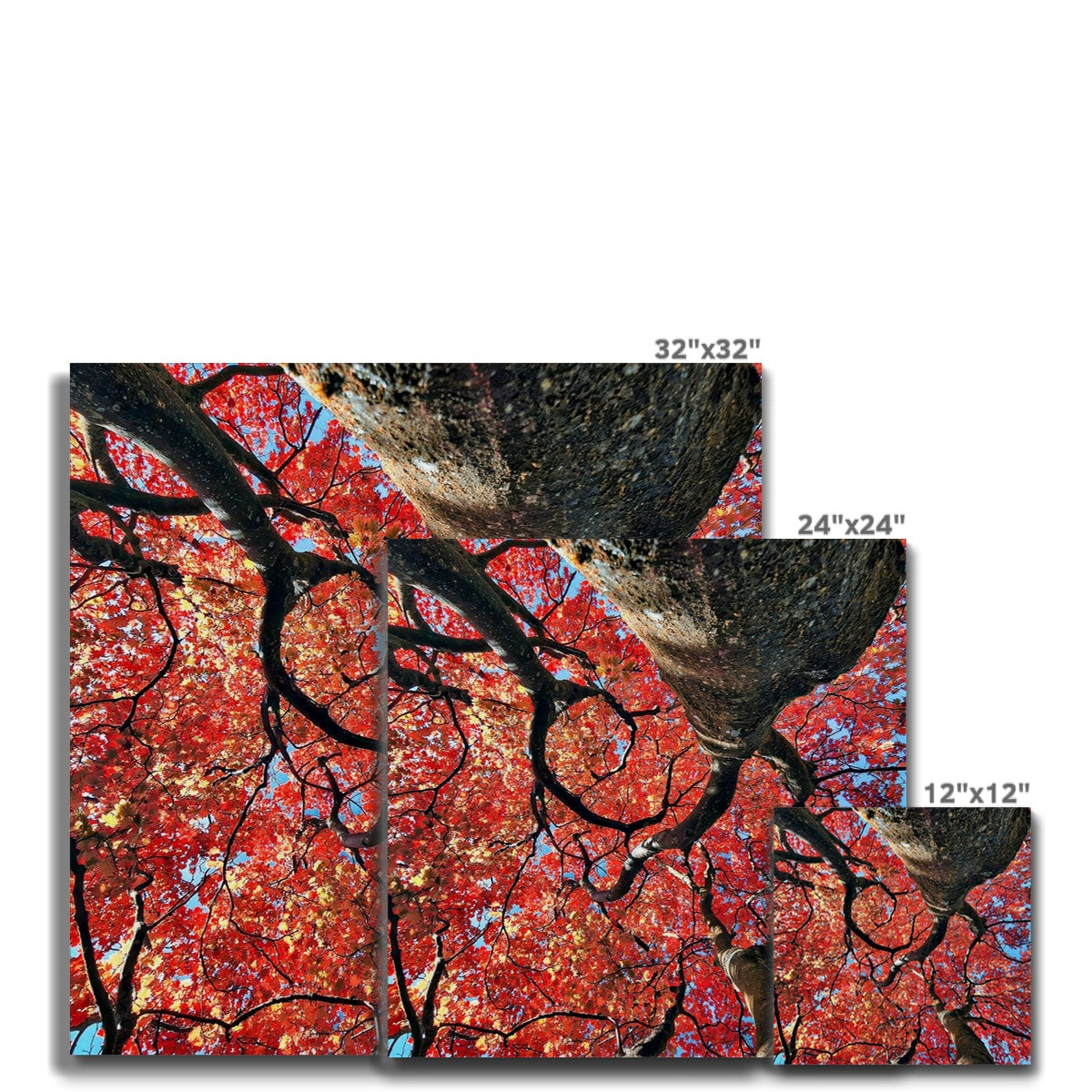 Autumn Blaze: Japanese Maple in Full Glory Canvas