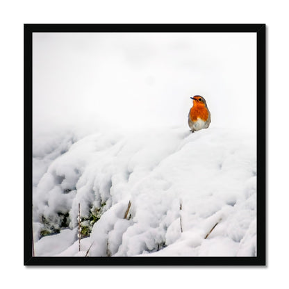 Robin in Winter Budget Framed Poster