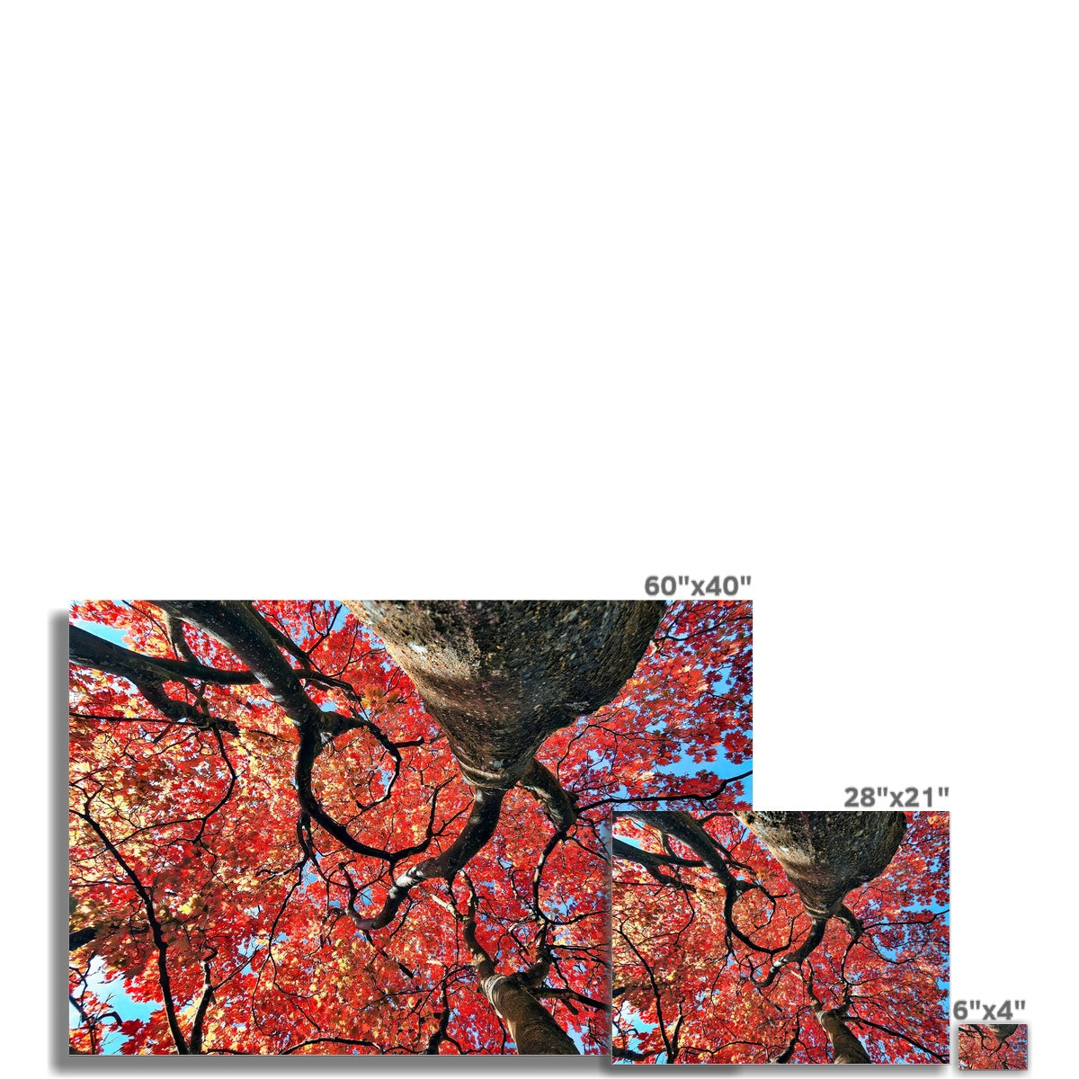 Autumn Blaze: Japanese Maple in Full Glory Wall Art Poster