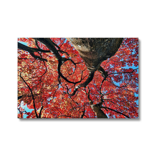 Autumn Blaze: Japanese Maple in Full Glory Eco Canvas