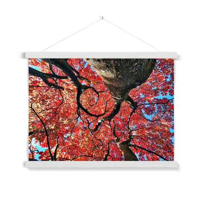 Autumn Blaze: Japanese Maple in Full Glory Fine Art Print with Hanger