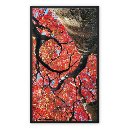 Autumn Blaze: Japanese Maple in Full Glory Framed Canvas