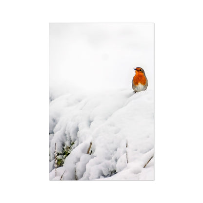 Robin in Winter Hahnemühle Photo Rag Print